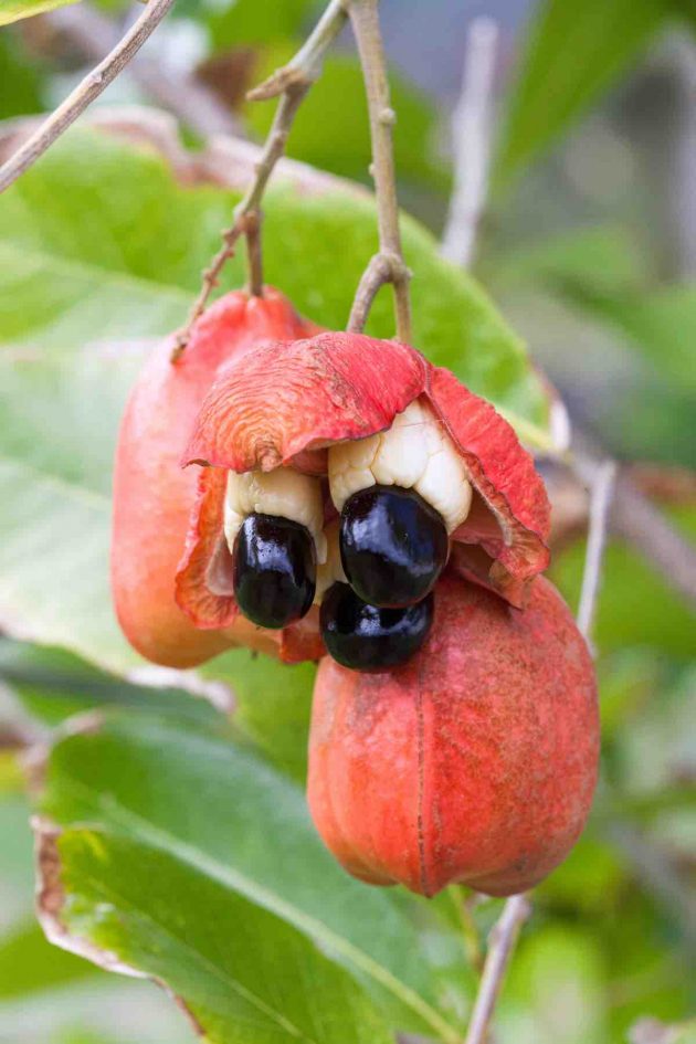 AcKee