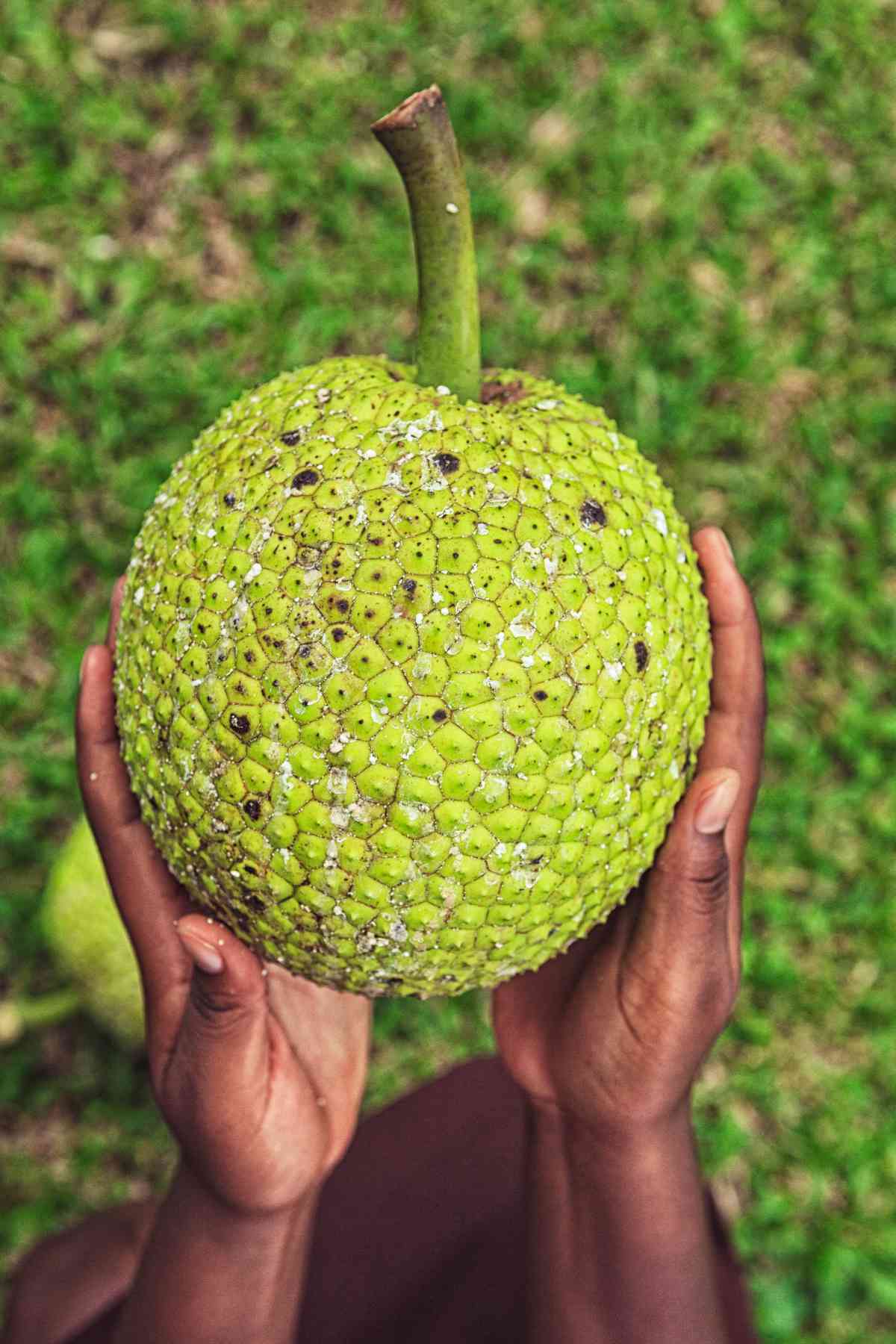 The exotic fruit breadfruit being harvested