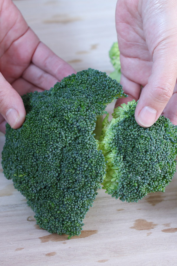Breaking a raw head of broccoli into large florets with your hands in preparation for boiling broccoli