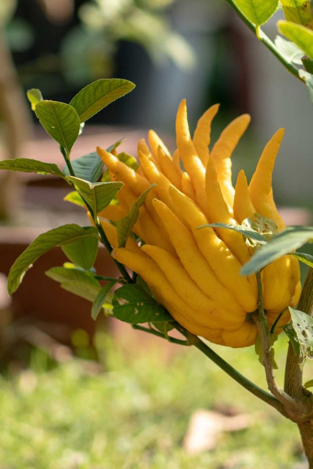 Buddha's Hand