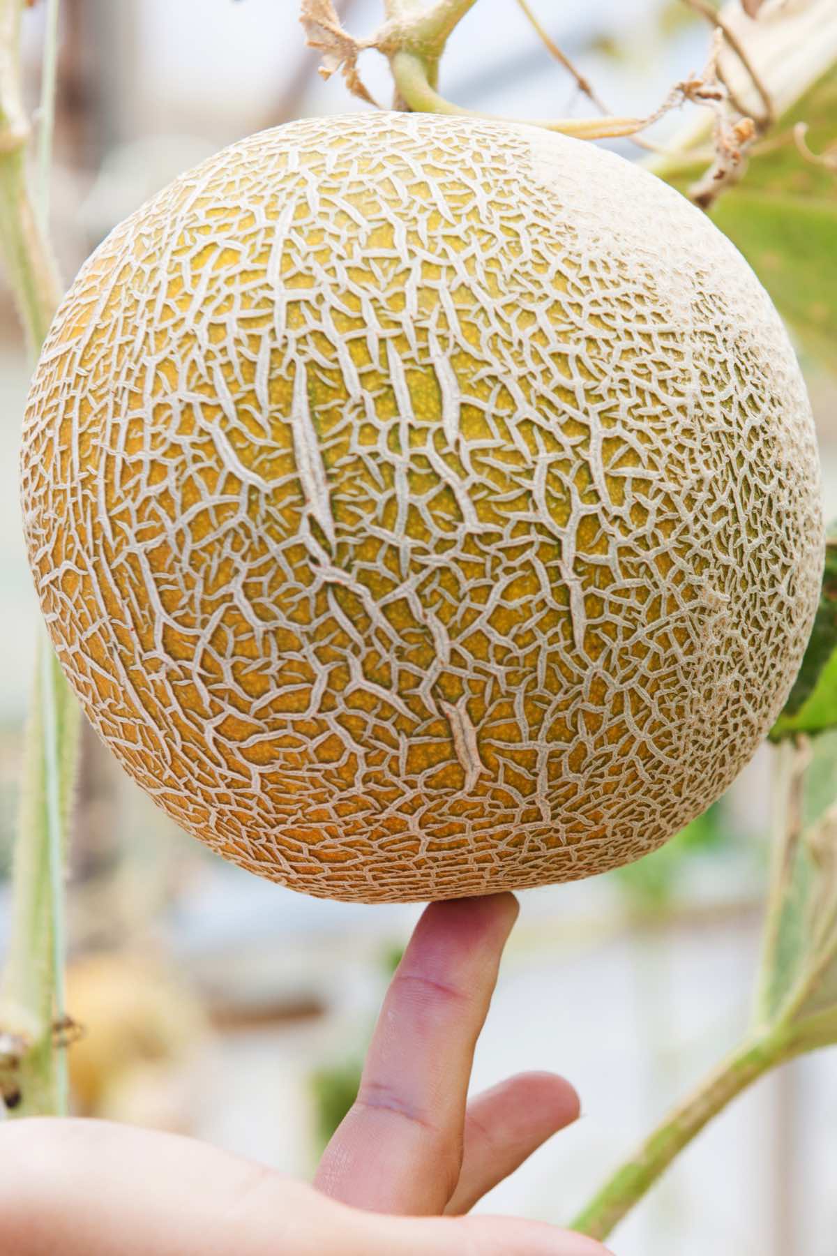 Determining how to tell is a cantaloupe is ripe by checking firmness to the touch