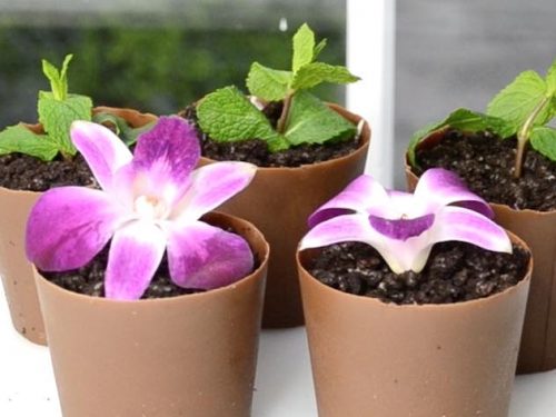 bonsai tree liquid fertilizer Superthrive Bonsai-Pro Liquid Plant Food  Dandy Farmer