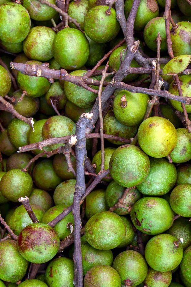 Photo of the exotic fruit Genips which is also called Spanish Lime
