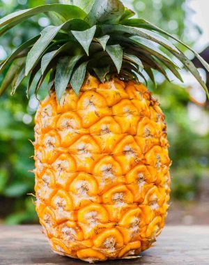 A ripe pineapple with golden colored flesh