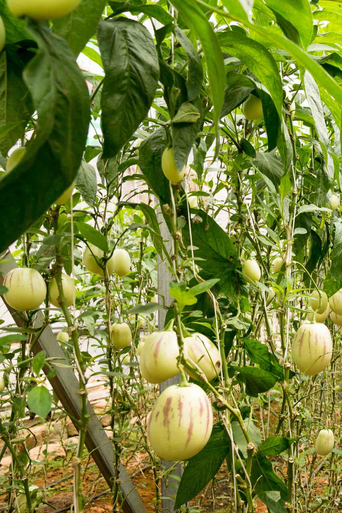 The pepino melon plant with fruits ready for harvesting