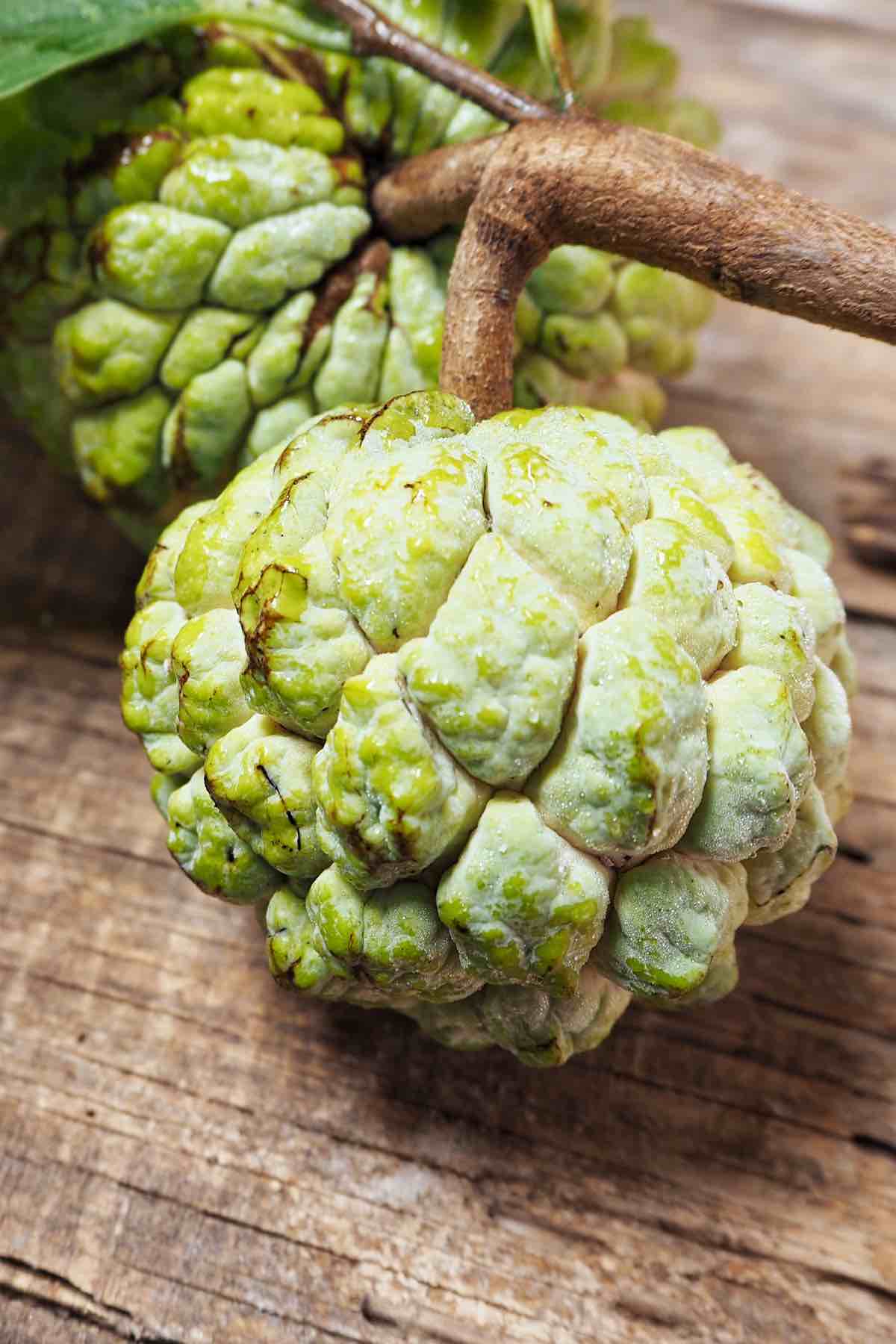 is custard apple good for dogs