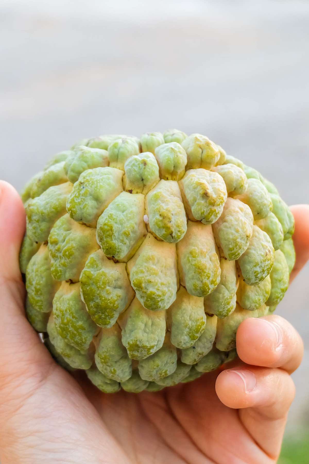 Custard apples: What the heck are they and why should you eat them?